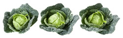three cabbages on a white background